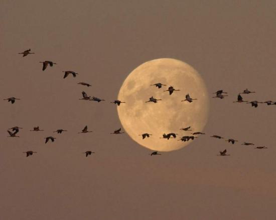 Сезонные миграции птиц — почему пернатые улетают в теплые края?