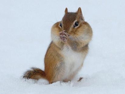 Kako se živali pripravljajo na zimo?